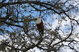 African Fish Eagle, Chobe National Park