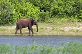 African Bush Elephant, Chobe National Park