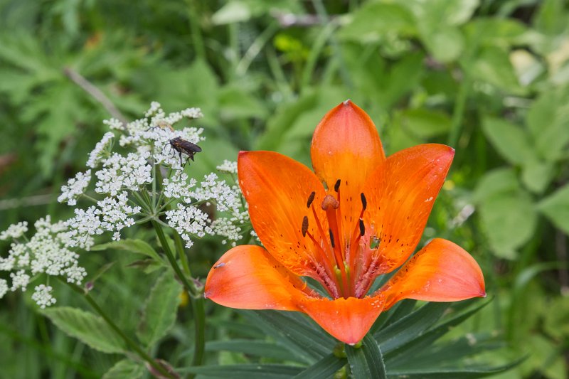Orange Lily Flower | The Dolomites I (IMG_2924.jpg)