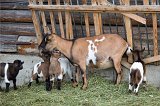 Family of Goats, Zallinger Hütte (Rifugio Zallinger), Alpe di Siusi (Seiser Alm), South Tyrol, Italy