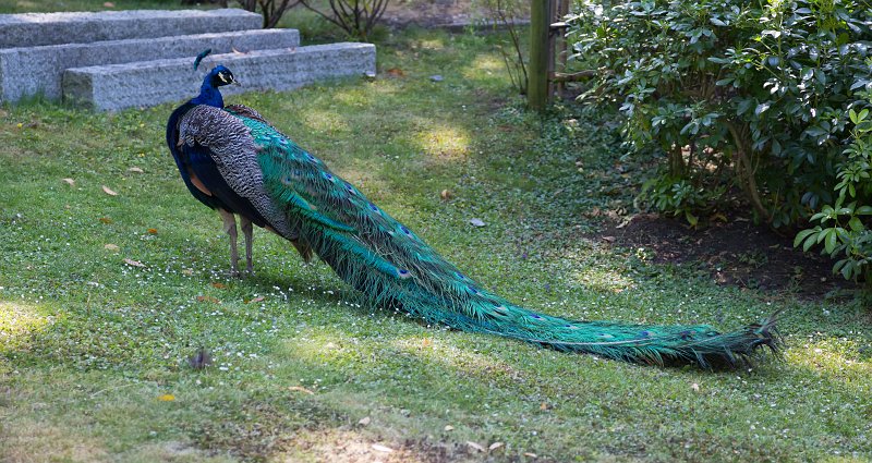 Peacock at Kyoto Garden, Holland Park | London - Part III (IMG_1851.jpg)