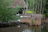 Geese and Ducks, Open Air Museum of Alsace, Ungersheim, France