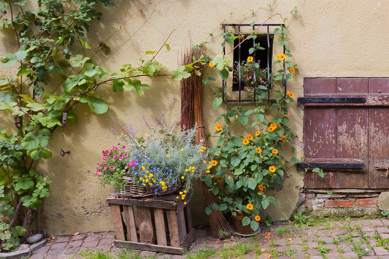Flowers, Eguisheim, Alsace, France | Eguisheim - Alsace, France (IMG_4048.jpg)