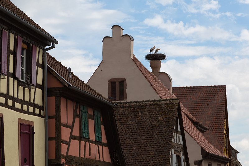 Storks in a Nest, Riquewihr, Alsace, France | Riquewihr - Alsace, France (IMG_3725.jpg)