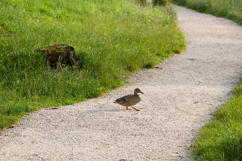 Duck in Hintersee, Berchtesgadener Land, Bavaria, Germany | South Bavaria, Germany (IMG_1288.jpg)
