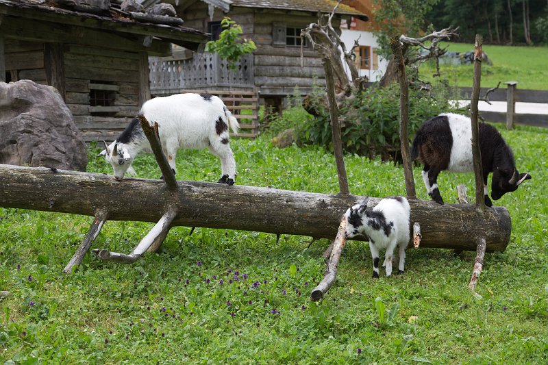 Family of goats near Königssee, Berchtesgaden National Park, Bavaria, Germany | South Bavaria, Germany (IMG_1338.jpg)