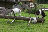 Family of goats near Königssee, Berchtesgaden National Park, Bavaria, Germany