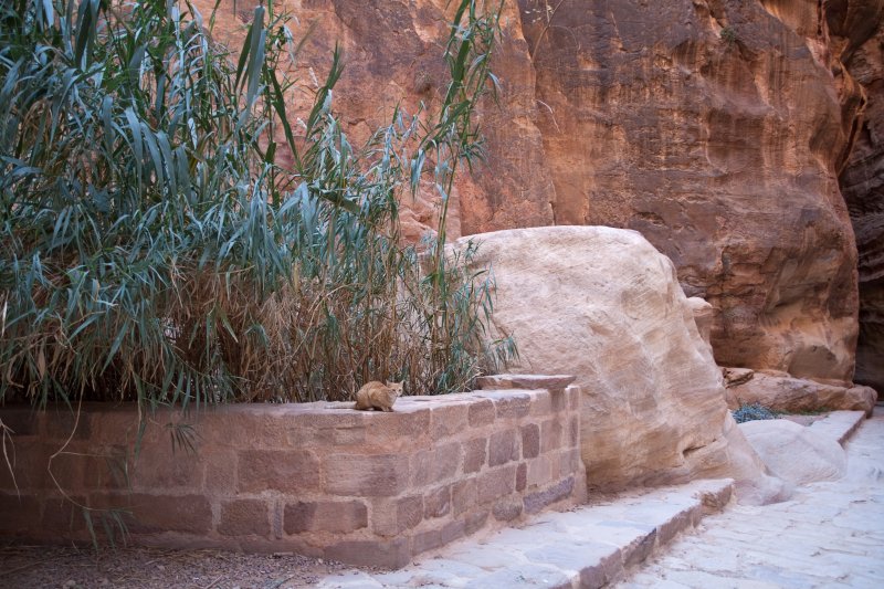 Petra - The Siq | Jordan - Petra (IMG_7762.jpg)
