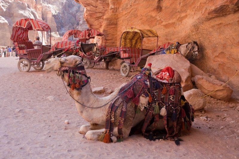 Petra - Camels and carriages near Al-Khazneh | Jordan - Petra (IMG_7850.jpg)