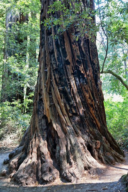 Big Basin Redwoods State Park, Santa Cruz County, California | Big Basin Redwoods State Park (IMG_4623.jpg)