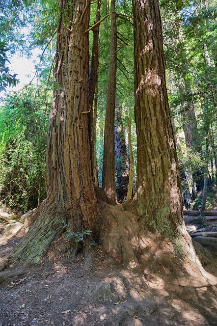 Redwood Tree at Julia Pfeiffer Burns State Park, Big Sur Coast, California | Big Sur Coast (Monterey County, California) (IMG_4109.jpg)