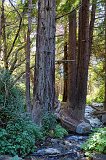 Redwoods at Julia Pfeiffer Burns State Park, Big Sur Coast, California