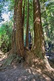 Redwood Tree at Julia Pfeiffer Burns State Park, Big Sur Coast, California