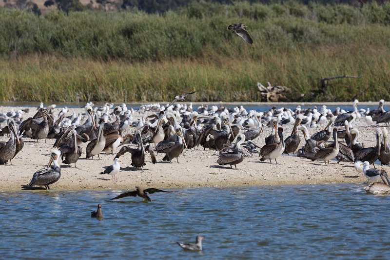 Pelicans at Carmel River Lagoon, California | Carmel - Monterey County, California (IMG_3748.jpg)