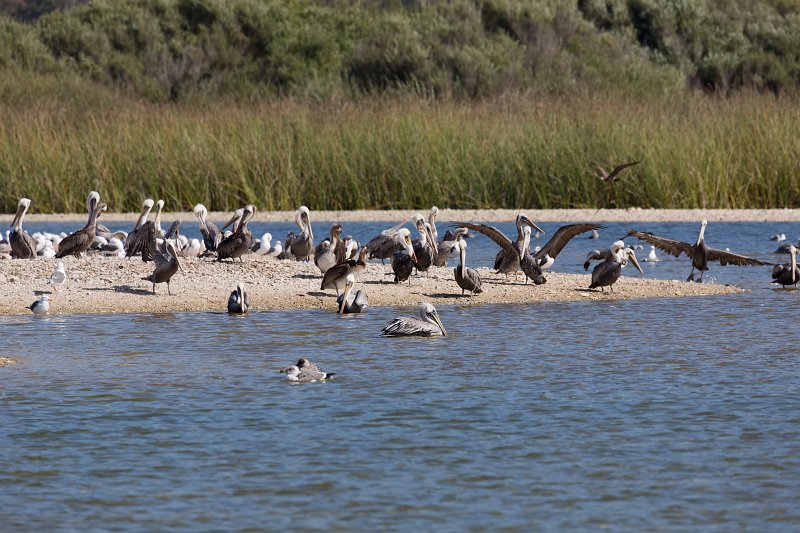 Pelicans at Carmel River Lagoon, California | Carmel - Monterey County, California (IMG_3755.jpg)
