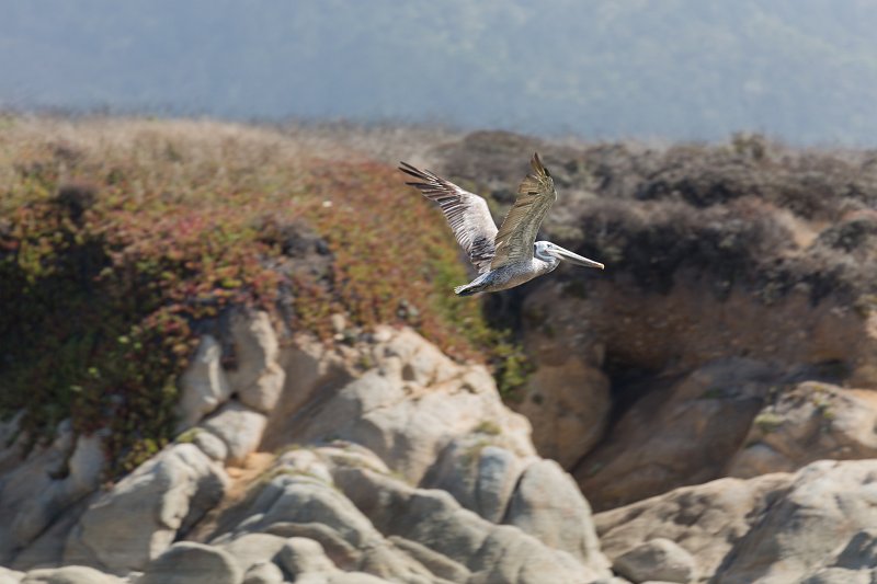 Pelican in flight, Carmel River Lagoon, California | Carmel - Monterey County, California (IMG_3762.jpg)
