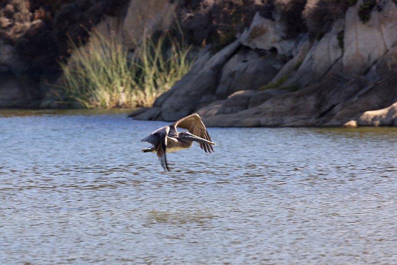 Pelican in flight, Carmel River Lagoon, California | Carmel - Monterey County, California (IMG_3764.jpg)