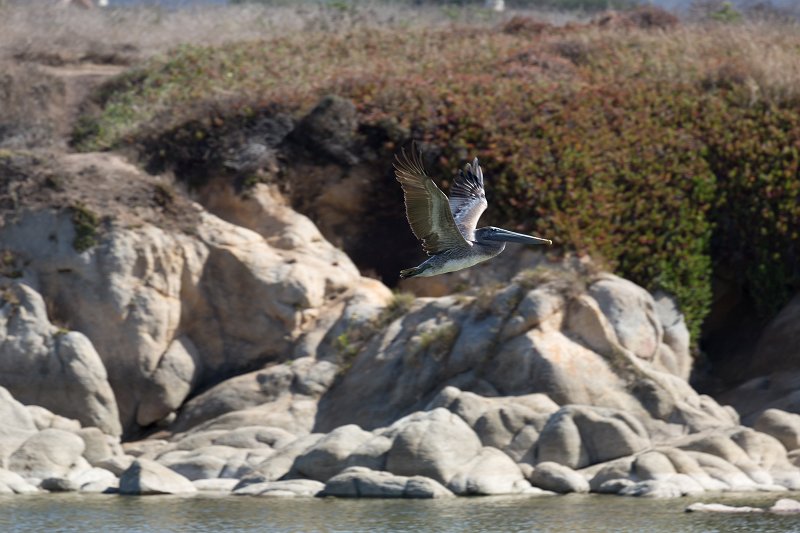 Pelican in flight, Carmel River Lagoon, California | Carmel - Monterey County, California (IMG_3766.jpg)