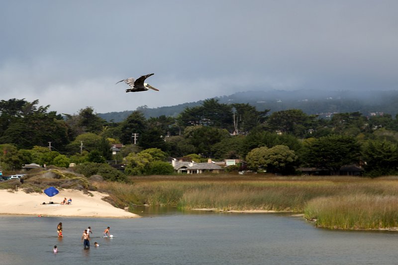 Pelican over Carmel River Lagoon, California | Carmel - Monterey County, California (IMG_4987.jpg)