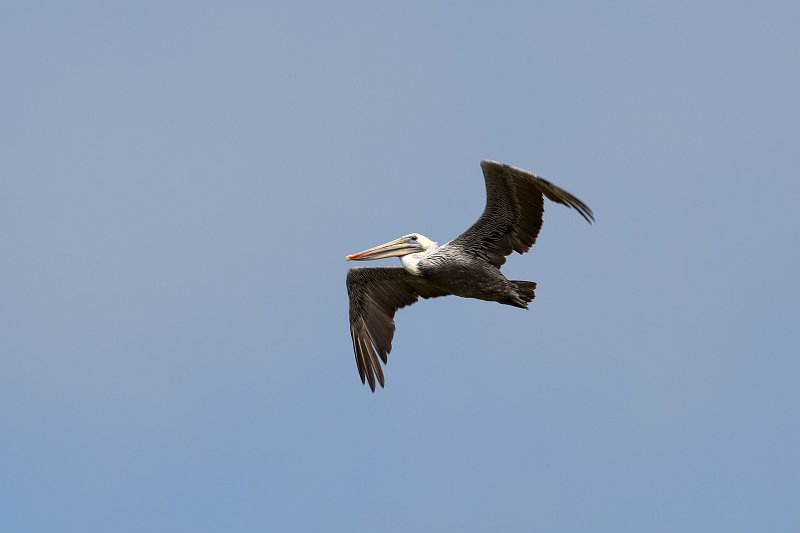 Pelican over Carmel River Lagoon, California | Carmel - Monterey County, California (IMG_4990.jpg)