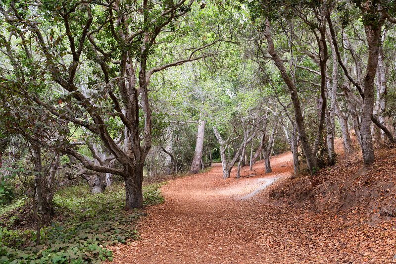 Mission Trail Nature Preserve, Carmel-by-the-Sea, California | Carmel - Monterey County, California (IMG_6585.jpg)