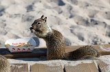 Squirrel eating fries, Carmel-by-the-Sea, California