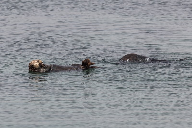 Sea Otters, Elkhorn Slough, Monterey County, California | Elkhorn Slough and Moss Landing (IMG_4764_2.jpg)