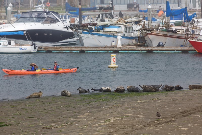 Harbor Seals, Elkhorn Slough, Monterey County, California | Elkhorn Slough and Moss Landing (IMG_4782.jpg)
