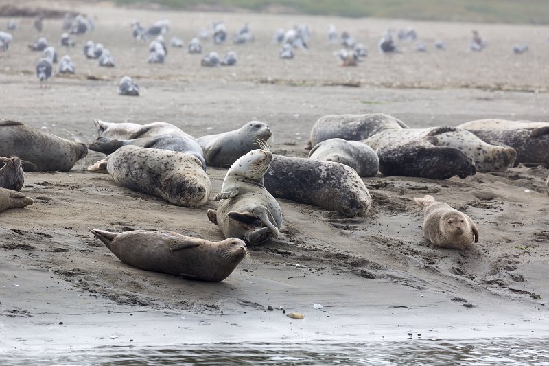 Harbor Seals, Elkhorn Slough, Monterey County, California | Elkhorn Slough and Moss Landing (IMG_4800.jpg)