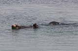 Sea Otters, Elkhorn Slough, Monterey County, California