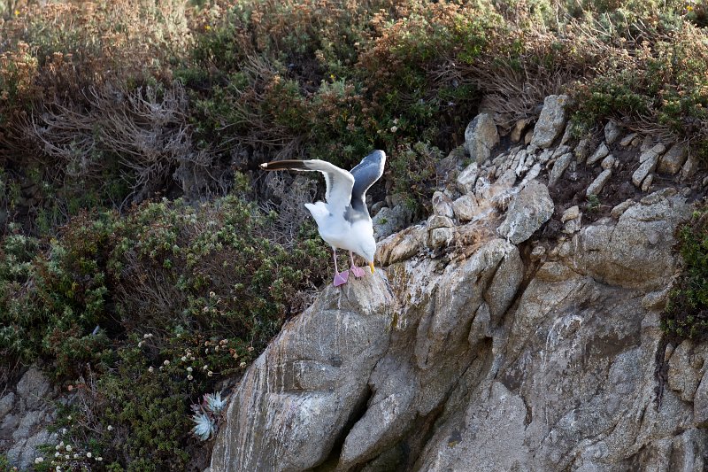 Western Gull near Pelican Point, Point Lobos, California | Point Lobos Natural Reserve, California (IMG_3872.jpg)