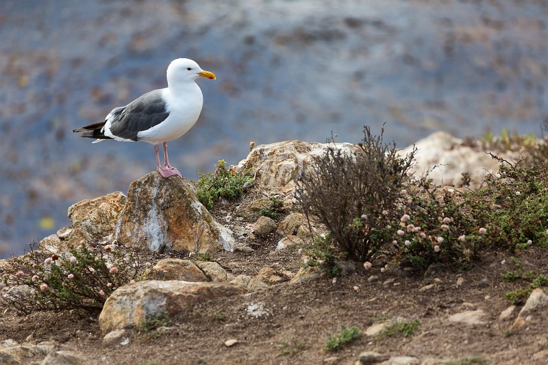 Western Gull at Bird Island, Point Lobos, California | Point Lobos Natural Reserve, California (IMG_3913.jpg)