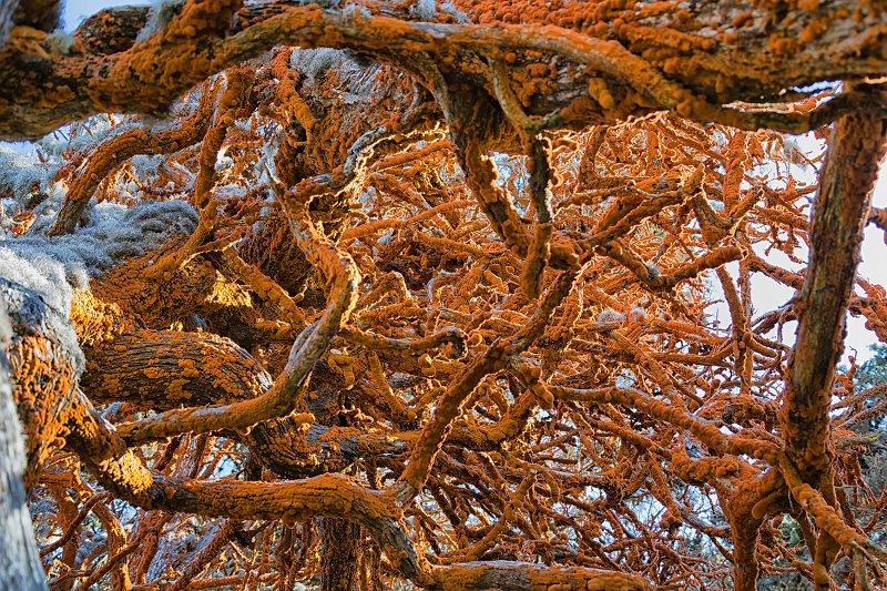 Point Lobos Natural Reserve, California | Red Lichen ... diagram of life cycle of orange tree 
