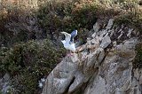 Western Gull near Pelican Point, Point Lobos, California