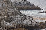 Brandt's Cormorants, Bird Island, Point Lobos, California