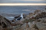 Western Gull near Bird Island, Point Lobos, California