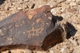 Mount Karkom - Petroglyph of ibex