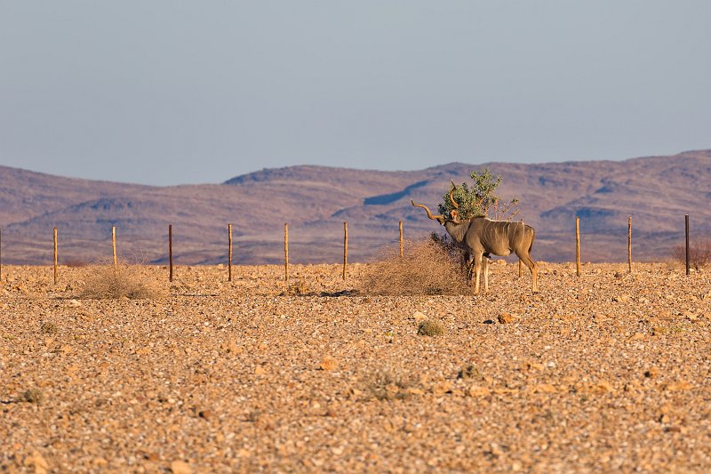 Greater Kudu (Tragelaphus Strepsiceros) | From Solitaire to Walvis Bay - Namibia (IMG_3514.jpg)