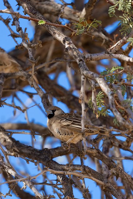 Sociable Weaver (Philetairus Socius), Ganab, Namibia | From Solitaire to Walvis Bay - Namibia (IMG_3566.jpg)