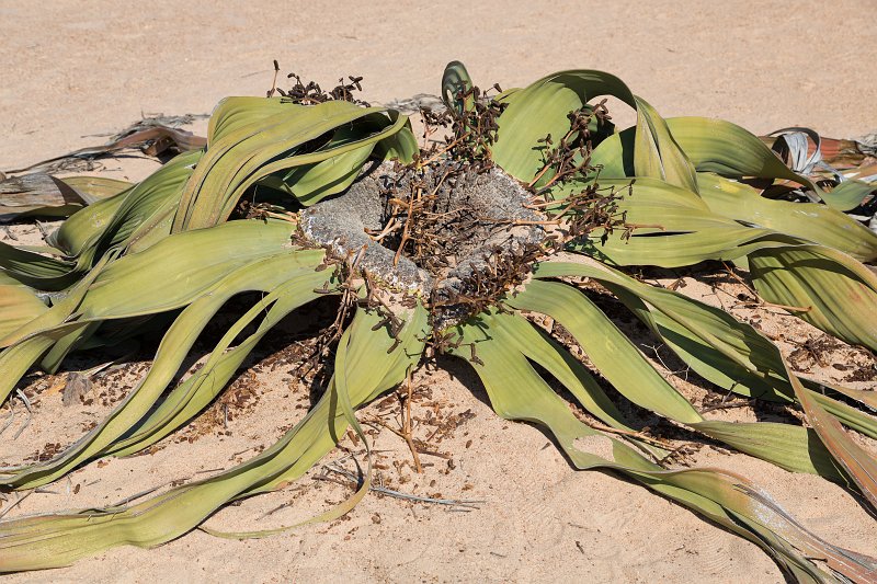 Male Welwitschia Mirabilis, Welwitschia Plain, Namibia | From Solitaire to Walvis Bay - Namibia (IMG_3606.jpg)
