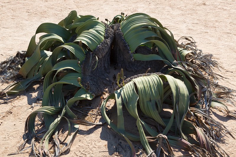 Female Welwitschia Mirabilis, Welwitschia Plain, Namibia | From Solitaire to Walvis Bay - Namibia (IMG_3611.jpg)