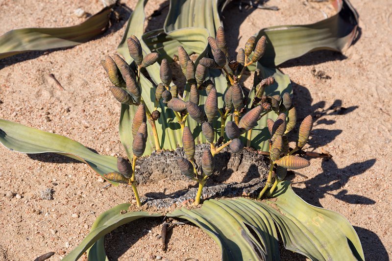 Female Cones of Welwitschia Mirabilis, Welwitschia Plain, Namibia | From Solitaire to Walvis Bay - Namibia (IMG_3614.jpg)