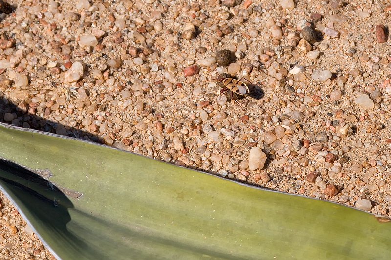 Welwitschia Bug (Probergrothius Angolensis) | From Solitaire to Walvis Bay - Namibia (IMG_3616.jpg)