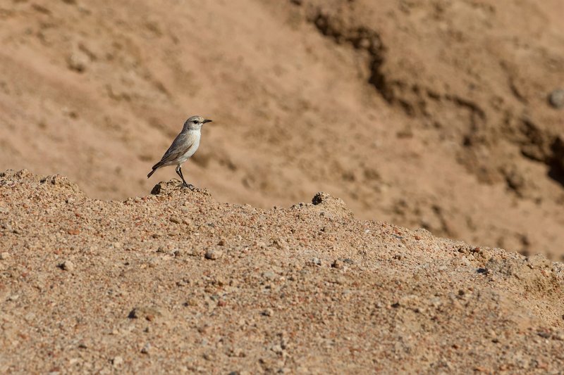 Tractrac Chat (Emarginata Tractrac), Moon Landscape, Namibia | From Solitaire to Walvis Bay - Namibia (IMG_3644.jpg)
