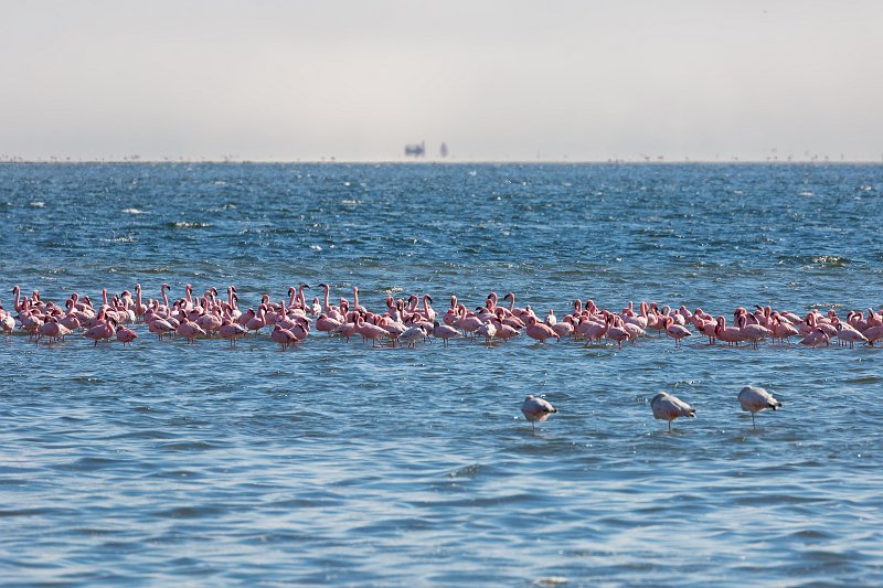 Flock of Lesser Flamingos and Greater Flamingos, Walvis Bay, Namibia | From Solitaire to Walvis Bay - Namibia (IMG_3651.jpg)