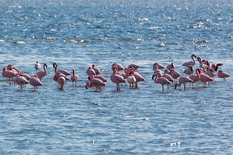 Flock of Lesser Flamingos and Greater Flamingos, Walvis Bay, Namibia | From Solitaire to Walvis Bay - Namibia (IMG_3663.jpg)