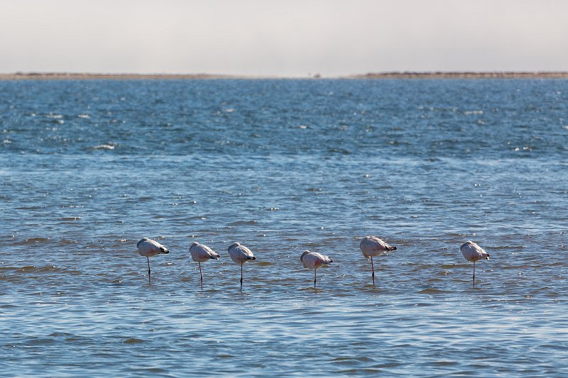 Greater Flamingos (Phoenicopterus Roseus), Walvis Bay, Namibia | From Solitaire to Walvis Bay - Namibia (IMG_3672.jpg)