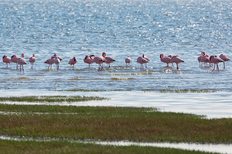Flock of Lesser Flamingos (Phoenicoparrus Minor), Walvis Bay, Namibia | From Solitaire to Walvis Bay - Namibia (IMG_3679.jpg)