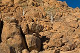 Moringa Ovalifolia Trees in between Rocks near Namib Naukluft Lodge, Solitaire, Namibia