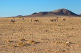 Herd of Hartmann's Mountain Zebras, Farm on C14 Road, Namibia